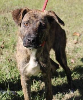Dutch Shepherd Dogs Available for Adoption in Calera, Alabama - Roxanne | PetCurious