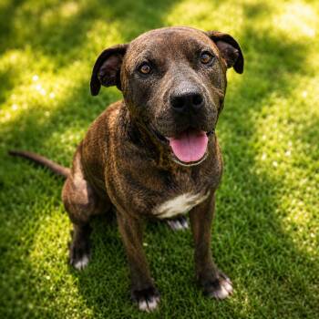 MA -  American Staffordshire Terrier and Mixed Breed Dog for Adoption in Houston, Texas - MA | PetCurious