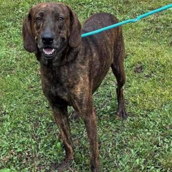 Murphy -  Hound Dog for Adoption in Washington, Pennsylvania - Murphy | PetCurious