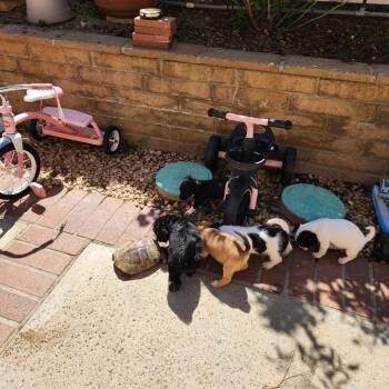 Dachshund and Poodle Dogs Available for Adoption in Chino Hills, California - Picke Bicke - Costa Mesa Location - Available 5/16 | PetCurious