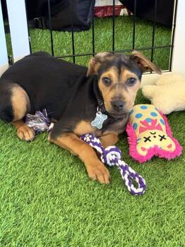 Joy -  Labrador Retriever Dog for Adoption in Sanford, Florida - Joy | PetCurious