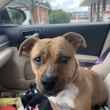 Bulldog and Terrier Dogs Available for Adoption in Brentwood, Tennessee - Sandy | PetCurious