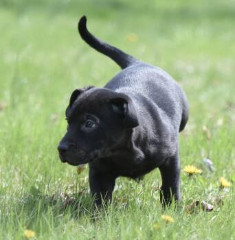 Pit Bull Terrier Dogs Available for Adoption in Mechanicsburg, Pennsylvania - Peony | PetCurious