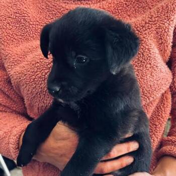 German Shepherd Dog Dogs Available for Adoption - Old Timer Mabel | PetCurious