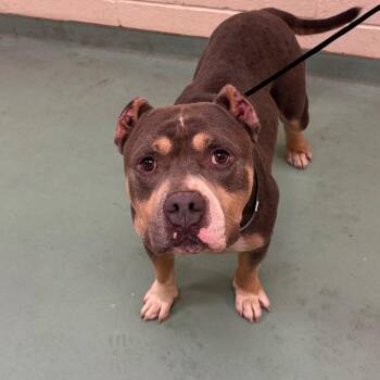 Erin -  Mixed Breed Dog for Adoption in Memphis, Tennessee - Erin | PetCurious