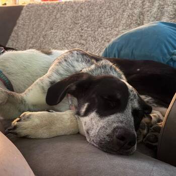 Shep -  Mixed Breed Dog for Adoption in Fredericksburg, Virginia - Shep | PetCurious