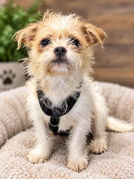 JoJo -  Brussels Griffon Dog for Adoption in Greenville, South Carolina - JoJo | PetCurious