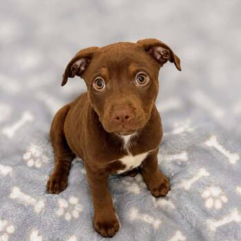 Siri -  Labrador Retriever and Mixed Breed Dog for Adoption in Griswold, Connecticut - Siri | PetCurious