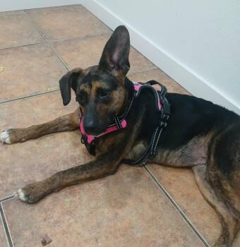 Sweet Pea -  German Shepherd Dog Dog for Adoption in Longview, Texas - Sweet Pea | PetCurious