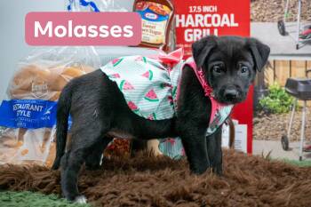 Molasses -  Great Pyrenees and Terrier Dog for Adoption in Sevierville, Tennessee - Molasses | PetCurious
