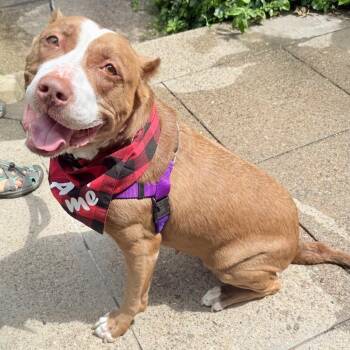 Java Bean -  Mixed Breed Dog for Adoption in Philadelphia, Pennsylvania - Java Bean | PetCurious