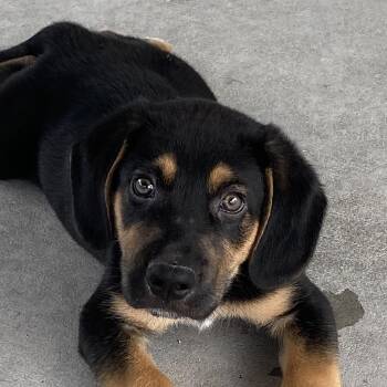 Gunnar -  Beagle and Black Labrador Retriever Dog for Adoption in Hartford, Kentucky - Gunnar | PetCurious