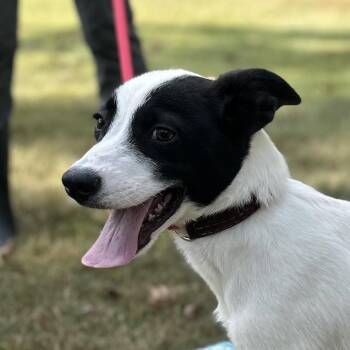 Rescue Australian Cattle Dog Blue Heeler Dogs for Adoption in Locust Fork, Alabama - Gravy | PetCurious