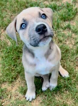 Rescue Terrier and Mixed Breed Dogs for Adoption in Malvern, Pennsylvania - Linda | PetCurious