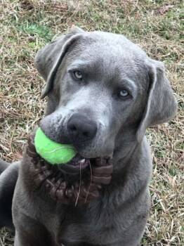 Hooper -  Labrador Retriever Dog for Adoption in Warrington, Pennsylvania - Hooper | PetCurious