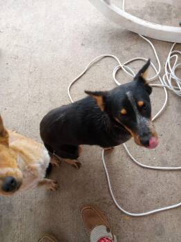 Rescue Australian Cattle Dog Blue Heeler Dogs for Adoption in Beeville, Texas - Shadow | PetCurious