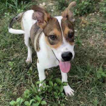 David -  Australian Cattle Dog Blue Heeler and Mixed Breed Dog for Adoption in Riverwoods, Illinois - David | PetCurious