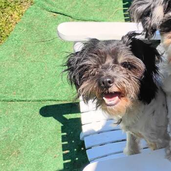 Tippy Tap -  Shih Tzu Dog for Adoption in Salisbury, Maryland - Tippy Tap | PetCurious