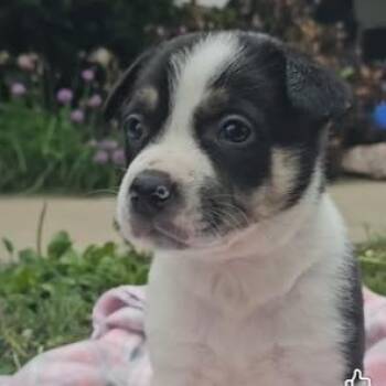 Australian Cattle Dog Blue Heeler and Shepherd Dogs Available for Adoption in Riverside, Iowa - Maggie | PetCurious