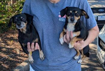 Rosie (Bonded with Ruby) -  Chihuahua and Dachshund Dog for Adoption in Stoughton, Massachusetts - Rosie (Bonded With Ruby) | PetCurious