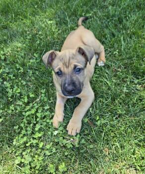 Heath -  Labrador Retriever and Australian Shepherd Dog for Adoption in Aurora, Illinois - Heath | PetCurious