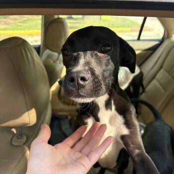 Phineas Flynn -  Mixed Breed Dog for Adoption in Austin, Texas - Phineas Flynn | PetCurious