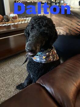 Rescue Poodle Dogs for Adoption in Louisville, Kentucky - Dalton | PetCurious