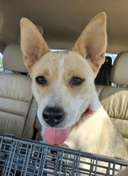 Rescue Husky and Carolina Dog Dogs for Adoption in Chesapeake, Virginia - Cadi: This Happy Survivor Is Ready To Share Her Forever Home Wit | PetCurious