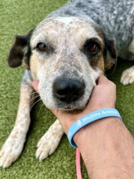 Marcie -  Mixed Breed Dog for Adoption in Wichita, Kansas - Marcie | PetCurious