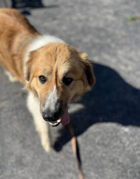 Princess -  Great Pyrenees and Collie Dog for Adoption in Cheektowaga, New York - Princess | PetCurious