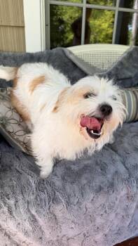 Jax -  Maltese and Shih Tzu Dog for Adoption in Knoxville, Tennessee - Jax | PetCurious
