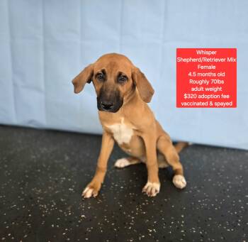 Shepherd and Golden Retriever Dogs Available for Adoption in Oviedo, Florida - Whisper  | PetCurious