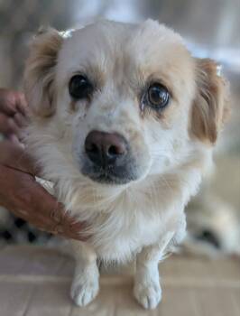 Spaniel Dogs Available for Adoption in Las Vegas, Nevada - Chiquitin | PetCurious