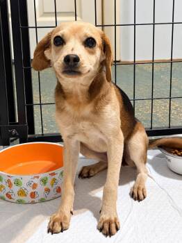 Poppy -  Beagle Dog for Adoption in New Baltimore, Michigan - Poppy | PetCurious