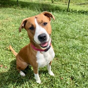 Grits -  Mixed Breed Dog for Adoption in East Montpelier, Vermont - Grits | PetCurious