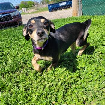Rescue Chihuahua Dogs for Adoption in Duncan, Oklahoma - Harriet | PetCurious