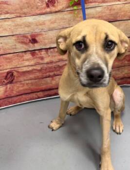 Rescue Only- AC-5379 "Christina" -  Hound Dog for Adoption in Conyers, Georgia - Rescue Only- AC-5379 "Christina" | PetCurious