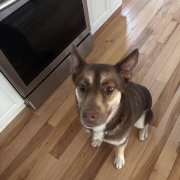Husky Dogs Available for Adoption - Benji | PetCurious