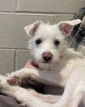 Mixed Breed Dogs Available for Adoption in Hyde Park, New York - Nena | PetCurious
