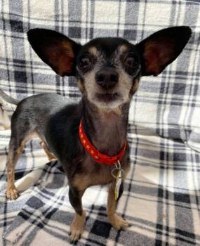 Rescue Chihuahua Dogs for Adoption in Tempe, Arizona - Jasper | PetCurious