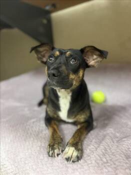 Chihuahua and Mixed Breed Dogs Available for Adoption in Mobile, Alabama - BESSIE | PetCurious