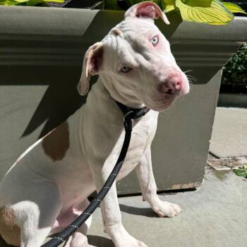 Pepsi -  Pit Bull Terrier Dog for Adoption in Chicago, Illinois - Pepsi | PetCurious