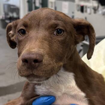 111413 -  Mixed Breed Dog for Adoption in Las Cruces, New Mexico - 111413 | PetCurious
