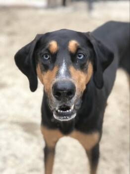 Blue -  Coonhound and Doberman Pinscher Dog for Adoption in Derry, New Hampshire - Blue | PetCurious