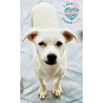 Logan -  Australian Cattle Dog Blue Heeler and Terrier Dog for Adoption in Inglewood, California - Logan | PetCurious