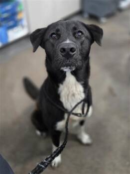 Mixed Breed Dogs Available for Adoption in Dallas, Texas - PERDITA | PetCurious
