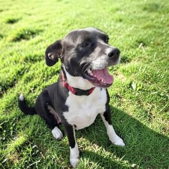 Satin -  Australian Cattle Dog Blue Heeler Dog for Adoption in Austin, Texas - Satin | PetCurious