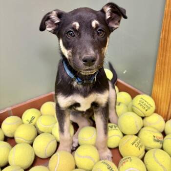 Charlie -  Mixed Breed Dog for Adoption in West Olive, Michigan - Charlie | PetCurious