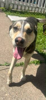 Chase & Skye -  Husky Dog for Adoption in Lakeville, Minnesota - Chase & Skye | PetCurious