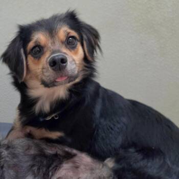 Tina - Chino Hills Location -  Spaniel and Mixed Breed Dog for Adoption in Chino Hills, California - Tina - Chino Hills Location | PetCurious